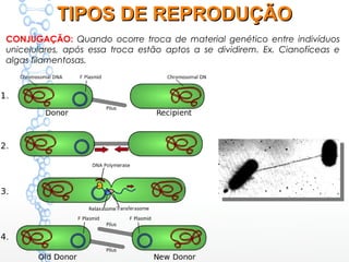 CONJUGAÇÃO: Quando ocorre troca de material genético entre indivíduos
unicelulares, após essa troca estão aptos a se dividirem. Ex. Cianofíceas e
algas filamentosas.
TIPOS DE REPRODUÇÃOTIPOS DE REPRODUÇÃO
 