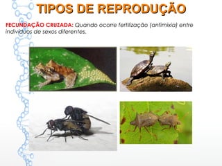 FECUNDAÇÃO CRUZADA: Quando ocorre fertilização (anfimixia) entre
indivíduos de sexos diferentes.
TIPOS DE REPRODUÇÃOTIPOS DE REPRODUÇÃO
 