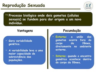 Reprodução Sexuada
Processo biológico onde dois gametas (células
sexuais) se fundem para dar origem a um novo
indivíduo.
Vantagens
• Gera variabilidade
genética.
• A variabilidade leva a uma
maior capacidade de
sobrevivência das
populações.
Fecundação
• Externa: a união dos
gametas ocorre fora do
corpo da fêmea,
diretamente no ambiente
externo.
• Interna: quando o encontro
gamético acontece dentro
do corpo da fêmea.
 