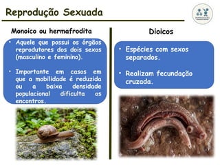 Reprodução Sexuada
Monoico ou hermafrodita
• Aquele que possui os órgãos
reprodutores dos dois sexos
(masculino e feminino).
• Importante em casos em
que a mobilidade é reduzida
ou a baixa densidade
populacional dificulta os
encontros.
Dioicos
• Espécies com sexos
separados.
• Realizam fecundação
cruzada.
 