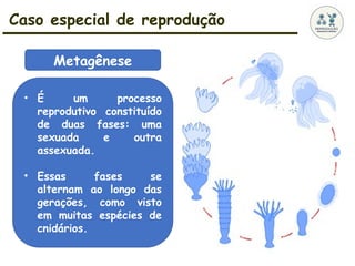 Caso especial de reprodução
• É um processo
reprodutivo constituído
de duas fases: uma
sexuada e outra
assexuada.
• Essas fases se
alternam ao longo das
gerações, como visto
em muitas espécies de
cnidários.
Metagênese
 