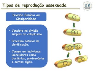 Tipos de reprodução assexuada
• Consiste na divisão
simples do citoplasma.
• Processo natural de
clonificação.
• Comum em indivíduos
unicelulares como
bactérias, protozoários
e certas algas.
Divisão Binária ou
Cissiparidade
 