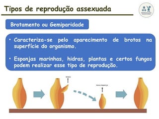 Tipos de reprodução assexuada
• Caracteriza-se pelo aparecimento de brotos na
superfície do organismo.
• Esponjas marinhas, hidras, plantas e certos fungos
podem realizar esse tipo de reprodução.
Brotamento ou Gemiparidade
 