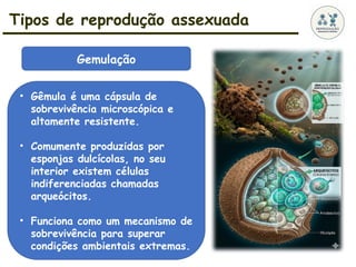 Tipos de reprodução assexuada
• Gêmula é uma cápsula de
sobrevivência microscópica e
altamente resistente.
• Comumente produzidas por
esponjas dulcícolas, no seu
interior existem células
indiferenciadas chamadas
arqueócitos.
• Funciona como um mecanismo de
sobrevivência para superar
condições ambientais extremas.
Gemulação
 
