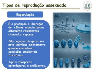 Tipos de reprodução assexuada
• É a produção e liberação
de células especializadas
altamente resistentes
chamadas esporos.
• São capazes de gerar um
novo indivíduo diretamente
quando encontram
condições ambientais
favoráveis.
• Tipos: zoósporos,
aplanósporos e endósporos.
Esporulação
 