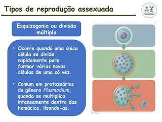 Tipos de reprodução assexuada
• Ocorre quando uma única
célula se divide
rapidamente para
formar várias novas
células de uma só vez.
• Comum em protozoários
do gênero Plasmodium,
quando se multiplica
intensamente dentro das
hemácias, lisando-as.
Esquizogonia ou divisão
múltipla
 