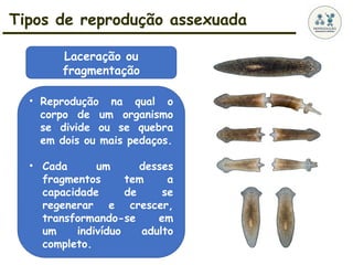 Tipos de reprodução assexuada
• Reprodução na qual o
corpo de um organismo
se divide ou se quebra
em dois ou mais pedaços.
• Cada um desses
fragmentos tem a
capacidade de se
regenerar e crescer,
transformando-se em
um indivíduo adulto
completo.
Laceração ou
fragmentação
 