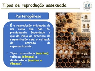 Tipos de reprodução assexuada
• É a reprodução originada de
um óvulo que não foi
previamente fecundado e
que dá início ao processo de
segmentação sem o estímulo
da entrada do
espermatozoide.
• Tipos: arrenótoca (machos),
telítoca (fêmeas) e
deuterótoca (machos e
fêmeas).
Partenogênese
 
