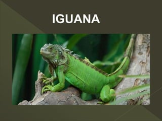 IGUANA
 