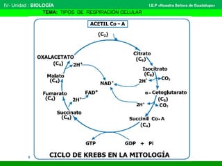 IV- Unidad : BIOLOGÍA
TEMA: TIPOS DE RESPIRACIÓN CELULAR
I.E.P «Nuestra Señora de Guadalupe»
 