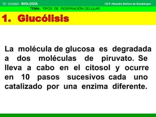 La molécula de glucosa es degradada
a dos moléculas de piruvato. Se
lleva a cabo en el citosol y ocurre
en 10 pasos sucesivos cada uno
catalizado por una enzima diferente.
IV- Unidad : BIOLOGÍA
TEMA: TIPOS DE RESPIRACIÓN CELULAR
I.E.P «Nuestra Señora de Guadalupe»
 