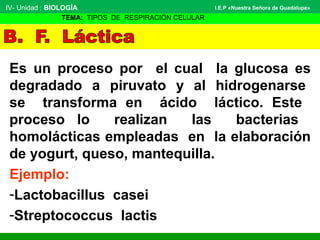 Es un proceso por el cual la glucosa es
degradado a piruvato y al hidrogenarse
se transforma en ácido láctico. Este
proceso lo realizan las bacterias
homolácticas empleadas en la elaboración
de yogurt, queso, mantequilla.
Ejemplo:
-Lactobacillus casei
-Streptococcus lactis
IV- Unidad : BIOLOGÍA
TEMA: TIPOS DE RESPIRACIÓN CELULAR
I.E.P «Nuestra Señora de Guadalupe»
 