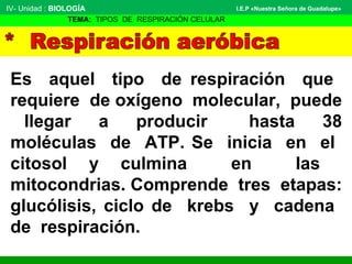 Es aquel tipo de respiración que
requiere de oxígeno molecular, puede
llegar a producir hasta 38
moléculas de ATP. Se inicia en el
citosol y culmina en las
mitocondrias. Comprende tres etapas:
glucólisis, ciclo de krebs y cadena
de respiración.
IV- Unidad : BIOLOGÍA
TEMA: TIPOS DE RESPIRACIÓN CELULAR
I.E.P «Nuestra Señora de Guadalupe»
 