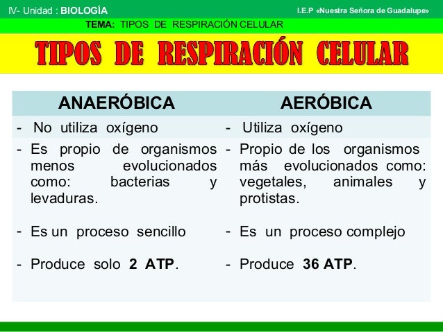 Tipos de respiración celular