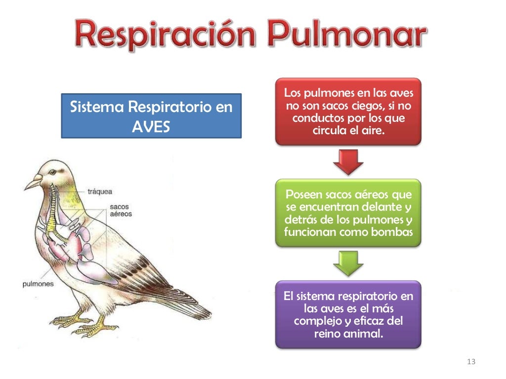 Tipos de respiración