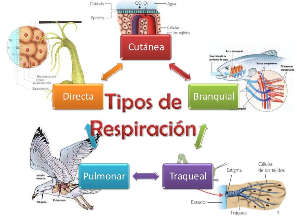 Tipos de respiración