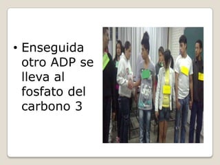 • Enseguida
  otro ADP se
  lleva al
  fosfato del
  carbono 3
 