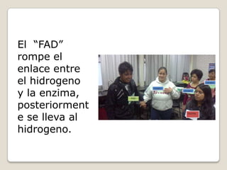 El “FAD”
rompe el
enlace entre
el hidrogeno
y la enzima,
posteriorment
e se lleva al
hidrogeno.
 