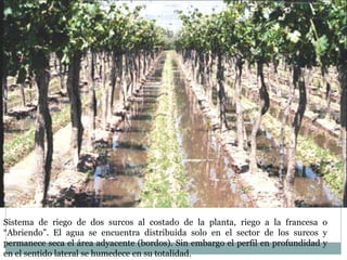 Sistema de riego de dos surcos al costado de la planta, riego a la francesa o
“Abriendo”. El agua se encuentra distribuida solo en el sector de los surcos y
permanece seca el área adyacente (bordos). Sin embargo el perfil en profundidad y
en el sentido lateral se humedece en su totalidad.
 