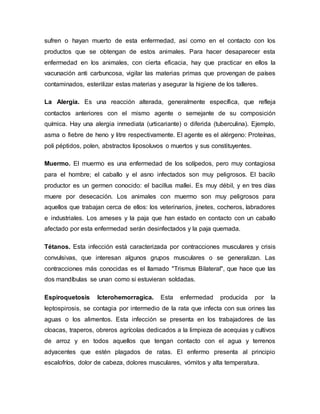 sufren o hayan muerto de esta enfermedad, así como en el contacto con los
productos que se obtengan de estos animales. Para hacer desaparecer esta
enfermedad en los animales, con cierta eficacia, hay que practicar en ellos la
vacunación anti carbuncosa, vigilar las materias primas que provengan de países
contaminados, esterilizar estas materias y asegurar la higiene de los talleres.
La Alergia. Es una reacción alterada, generalmente específica, que refleja
contactos anteriores con el mismo agente o semejante de su composición
química. Hay una alergia inmediata (urticariante) o diferida (tuberculina). Ejemplo,
asma o fiebre de heno y litre respectivamente. El agente es el alérgeno: Proteínas,
poli péptidos, polen, abstractos liposoluvos o muertos y sus constituyentes.
Muermo. El muermo es una enfermedad de los solípedos, pero muy contagiosa
para el hombre; el caballo y el asno infectados son muy peligrosos. El bacilo
productor es un germen conocido: el bacillus mallei. Es muy débil, y en tres días
muere por desecación. Los animales con muermo son muy peligrosos para
aquellos que trabajan cerca de ellos: los veterinarios, jinetes, cocheros, labradores
e industriales. Los arneses y la paja que han estado en contacto con un caballo
afectado por esta enfermedad serán desinfectados y la paja quemada.
Tétanos. Esta infección está caracterizada por contracciones musculares y crisis
convulsivas, que interesan algunos grupos musculares o se generalizan. Las
contracciones más conocidas es el llamado "Trismus Bilateral", que hace que las
dos mandíbulas se unan como si estuvieran soldadas.
Espiroquetosis Icterohemorragica. Esta enfermedad producida por la
leptospirosis, se contagia por intermedio de la rata que infecta con sus orines las
aguas o los alimentos. Esta infección se presenta en los trabajadores de las
cloacas, traperos, obreros agrícolas dedicados a la limpieza de acequias y cultivos
de arroz y en todos aquellos que tengan contacto con el agua y terrenos
adyacentes que estén plagados de ratas. El enfermo presenta al principio
escalofríos, dolor de cabeza, dolores musculares, vómitos y alta temperatura.
 