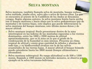 SELVA MONTANA
Selva montana, también llamada selva de montaña, bosque nuboso,
selva nublada, nimbo silva, selva alta o selva de tierras altas. La que
se encuentra al oriente de la Cordillera de los Andes se denomina
yungas. Según algunos autores, la selva montana limita hacia arriba
con el bosque montano y hacia abajo con la selva pedemontana (pie de
montaña) o de tierras bajas, esto implica que puede diferenciarse la
selva montana del bosque montano, este último menos denso y de
mayor altitud.
 Selva montana tropical: Suele presentarse dentro de la zona
intertropical en las laderas de las montañas expuestas a los vientos
dominantes, entre los 1000 y 2200 metros de altitud
aproximadamente, que es la zona en la que el grado de la
condensación de la humedad es más intensa. Presenta un clima
tropical de altitud y existe gran cantidad de árboles y plantas de
todo tipo, y su biodiversidad rivaliza con la de las selvas
ecuatoriales de las tierras bajas. A mayor altitud el bosque húmedo
puede extenderse hasta los 3800 msnm (bosque altimontano o
altoandino).
 Selva montana subtropical: Su rango altitudinal es de 500 a 1300
msnm, llegando a 1800 msnm en latitudes menores, se observa por
ejemplo en la selva tucumano-boliviana.
 