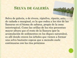 SELVA DE GALERÍA
Selva de galería, o de rivera, ripisilva, ripario, soto,
de cañada o marginal, es la que rodea a los ríos de las
llanuras en el bioma de sabana, propio de la zona
intertropical. Como las orillas de los ríos presentan
mayor altura que el resto de la llanura (por la
acumulación de sedimentos en los diques naturales),
es allí donde crecen los árboles que vienen a formar
una selva bastante espesa que a menudo suele
continuarse con los ríos próximos
 