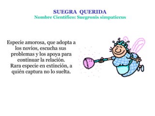 Especie amorosa, que adopta a los novios, escucha sus  p roblemas y los apoya para continuar la relaci ó n. Rara especie en extinci ó n, a qui é n captura no lo suelta. SUEGRA   QUERID A   No mbre  Cient í fico: Suegronis simpaticcus   