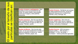 Elsueloporeltamañodesus
partículasseclasificanen:
Suelos rocosos o pedregosos.- Son
aquellos en los que predominan las
rocas. En estos suelos, solo pueden
crecer los musgos y otras plantas
pequeñas.
Suelos limosos.- Se llaman así porque
en ellos predomina el limo, el que se
deposita después de inundaciones.
Plantas, arroz, lechuga, etc.
Suelos arenosos.- Son los que tienen
gran cantidad de arena y no retienen la
humedad, porque el agua se filtra con
rapidez. Plantas, cactus.
Suelos orgánicos.- Son ricos en
humus, tienen color oscuro, aspecto
húmedo y son aptos para la agricultura.
Plantas, verduras y hortalizas.
Suelos arcillosos.- Son los de color
rojizo, en los que predomina la arcilla, el
agua se empoza y la tierra se vuelve
pegajosa. Plantas, papas, etc.
Suelos francos.- 45% de arena —
textura suelta—, 40% de limo —
fertilidad— y 15% de arcilla —
humedad—. Varios productos agrícolas .