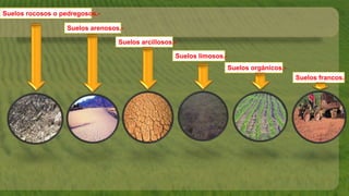 Suelos rocosos o pedregosos.-
Suelos arenosos.-
Suelos arcillosos.-
Suelos limosos.-
Suelos orgánicos.-
Suelos francos.-
 