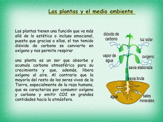 Las plantas tienen una función que va más
allá de lo estético o incluso emocional,
puesto que gracias a ellas, el tan temido
dióxido de carbono se convierte en
oxígeno y nos permite respirar
una planta es un ser que absorbe y
acumula carbono atmosférico para su
crecimiento y que, además, libera
oxígeno al aire. Al contrario que la
mayoría del resto de los seres vivos de la
Tierra, especialmente de la raza humana,
que se caracteriza por consumir oxígeno
y carbono y emitir CO2 en grandes
cantidades hacia la atmósfera.
 