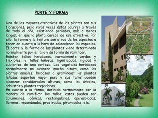 Uno de los mayores atractivos de las plantas son sus
floraciones, pero raras veces éstas ocurren a través
de todo el año, existiendo períodos, más o menos
largos, en que la planta carece de ese atractivo. Por
ello, la forma y la textura son otros de los aspectos a
tener en cuenta a la hora de seleccionar las especies.
El porte y la forma de las plantas viene determinada
normalmente por el tallo y su forma de ramificar.
Existen tallos herbáceos, normalmente verdes y
flexibles, y tallos leñosos, lignificados, rígidos y
cubiertos de una corteza. Los vegetales herbáceos
normalmente no alcanzan mucha altura, como las
plantas anuales, bulbosas o gramíneas; las plantas
leñosas soportan mayor peso y sus tallos pueden
alcanzar considerables alturas, como los árboles,
arbustos y plantas trepadoras.
En cuanto a la forma, definida normalmente por la
manera de ramificar los tallos, estas pueden ser
columnares, cónicas, rectangulares, aparasoladas,
lloronas, redondeadas, prostradas, piramidales, etc.
PORTE Y FORMA
 