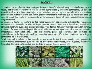 Textura.
La textura de las plantas viene dada por la forma, tamaño, disposición y características de sus
hojas, definiendo la superficie de las zonas ajardinadas y creando contrastes, ya que las
superficies lisas y brillantes reflejan la luz, mientras que las rugosas o afieltradas la absorben.
El uso de una misma textura, por tanto, produce monotonía, mientras que su diversidad crea un
interés visual. La textura normalmente va intimamente ligada al color, percibiéndose ambos
conjuntamente.
En cuanto al tacto, la textura de las hojas puede ser lisa, rugosa, pubescente, tomentosa,
escamosa, etc. Además de ello las hojas pueden tener consistencia herbácea, papirácea o
coriácea, la lámina puede ser plana u ondulada, y su forma, tamaño y nerviación pueden ser muy
variables. En cuanto a su disposición en el tallo pueden ser opuestas, alternas, verticiladas,
arrosetadas, imbricadas, etc. Todo ello supone, pues, que contemos con infinidad de
posibilidades a la hora de realizar combinaciones de diferentes texturas para lograr
contrastes de lo más diverso.
En el caso del arbolado, la textura de las cortezas de sus troncos puede tener igualmente
cierto interés ornamental, pues las hay de muchísimas tonalidades, lisas, rugosas, escamosas,
fisuradas, fibrosas, reticuladas, que se desprenden en tiras o placas, etc.
 