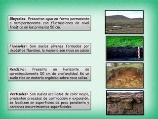 Gleysoles: Presentan agua en forma permanente
o semipermanente con fluctuaciones de nivel
freático en los primeros 50 cm.
Fluvisoles: Son suelos jóvenes formados por
depósitos fluviales, la mayoría son ricos en calcio
Rendzina: Presenta un horizonte de
aproximadamente 50 cm de profundidad. Es un
suelo rico en materia orgánica sobre roca caliza.
Vertisoles: Son suelos arcillosos de color negro,
presentan procesos de contracción y expansión,
se localizan en superficies de poca pendiente y
cercanos escurrimientos superficiales
 
