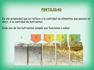 Es una propiedad que se refiere a la cantidad de alimentos que pasean es
decir, a la cantidad de nutrientes.
Cada uno de los nutrientes cumple sus funciones a saber
 