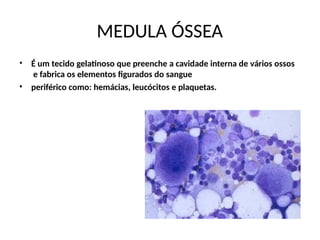 MEDULA ÓSSEA
• É um tecido gelatinoso que preenche a cavidade interna de vários ossos
e fabrica os elementos figurados do sangue
periférico como: hemácias, leucócitos e plaquetas.
•
 