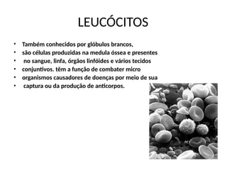 LEUCÓCITOS
•
•
•
•
•
•
Também conhecidos por glóbulos brancos,
são células produzidas na medula óssea e presentes
no sangue, linfa, órgãos linfóides e vários tecidos
conjuntivos. têm a função de combater micro
organismos causadores de doenças por meio de sua
captura ou da produção de anticorpos.
 