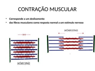 CONTRAÇÃO MUSCULAR
•
•
Corresponde a um deslizamento
das fibras musculares como resposta normal a um estímulo nervoso
 