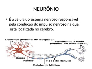 NEURÔNIO
• É a célula do sistema nervoso responsável
pela condução do impulso nervoso na qual
está localizada no cérebro.
 