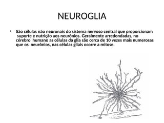 NEUROGLIA
• São células não neuronais do sistema nervoso central que proporcionam
suporte e nutrição aos neurônios. Geralmente arredondadas, no
cérebro humano as células da glia são cerca de 10 vezes mais numerosas
que os neurônios, nas células gliais ocorre a mitose.
 