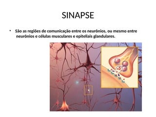 SINAPSE
• São as regiões de comunicação entre os neurônios, ou mesmo entre
neurônios e células musculares e epiteliais glandulares.
 