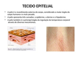 TECIDO EPITELIAL
• A pele é o revestimento externo do corpo, considerado o maior órgão do
corpo humano e o mais pesado.
A pele apresenta três camadas: a epiderme, a derme e o hipoderme.
A pele também é o principal órgão da regulação da temperatura corporal
através de diversos mecanismos.
•
•
 