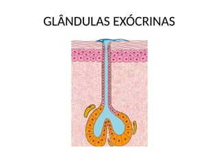 GLÂNDULAS EXÓCRINAS
 