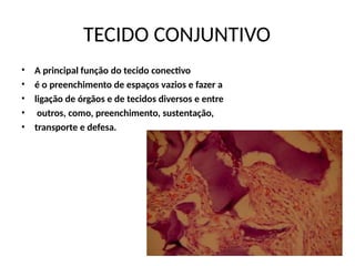 TECIDO CONJUNTIVO
•
•
•
•
•
A principal função do tecido conectivo
é o preenchimento de espaços vazios e fazer a
ligação de órgãos e de tecidos diversos e entre
outros, como, preenchimento, sustentação,
transporte e defesa.
 