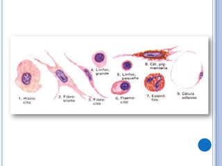 1. TEJIDO EPITELIALEPITELIO CILÍNDRICO SIMPLE (No ciliado): Está formado por una sola hilera de células, las células son alargadas en forma de columnas; sus núcleos son ovales.UBICACIÓN: Vesícula biliar