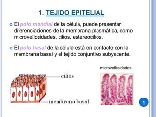 1. TEJIDO EPITELIALCARACTERÍSTICAS:Mesotelio: cuando recubren las grandes cavidades internas del organismo (pulmonar, cardíaca y abdomen).Endotelio: cuando recubren el interior de los vasos sanguíneos y linfáticos.FUNCIONES:Proteger las superficies libres, contra el daño mecánico y la entrada de microorganismos.Regulan la pérdida de agua por evaporación;.Contiene terminaciones nerviosas sensitivas, en el tacto. En las superficies internas, su función es de absorción o de secreción.  1
