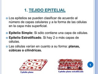 1. TEJIDO EPITELIALEn los tejidos epiteliales, las células están estrechamente unidas, por lo que hay un escaso espacio extracelular.La matriz extracelular es escasa y se ubica por debajo de las de células, formando una delgada capa llamada lámina o membrana basal.1