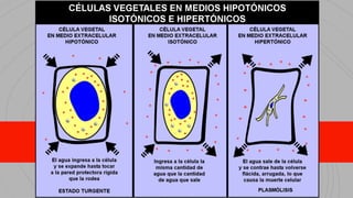 Presiónosmótica
Difusión de agua en las células vegetales por efecto de la presión osmótica.
 