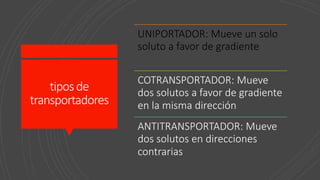 tiposde
transportadores
UNIPORTADOR: Mueve un solo
soluto a favor de gradiente
COTRANSPORTADOR: Mueve
dos solutos a favor de gradiente
en la misma dirección
ANTITRANSPORTADOR: Mueve
dos solutos en direcciones
contrarias
 