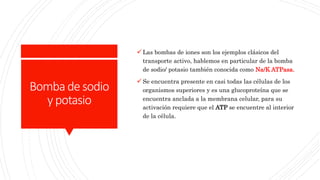 Bombadesodio
ypotasio
Las bombas de iones son los ejemplos clásicos del
transporte activo, hablemos en particular de la bomba
de sodio/ potasio también conocida como Na/K ATPasa.
Se encuentra presente en casi todas las células de los
organismos superiores y es una glucoproteína que se
encuentra anclada a la membrana celular, para su
activación requiere que el ATP se encuentre al interior
de la célula.
 