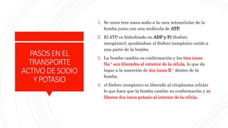 PASOSENEL
TRANSPORTE
ACTIVODESODIO
YPOTASIO
1. Se unen tres iones sodio a la cara intracelular de la
bomba junto con una molécula de ATP.
2. El ATP es hidrolizado en ADP y Pi (fosforo
inorgánico), quedándose el fósforo inorgánico unido a
una parte de la bomba.
3. La bomba cambia su conformación y los tres iones
Na + son liberados al exterior de la célula, lo que da
lugar a la inserción de dos iones K + dentro de la
bomba.
4. el fósforo inorgánico es liberado al citoplasma celular
lo que hace que la bomba cambie su conformación y se
liberen dos iones potasio al interior de la célula.
 